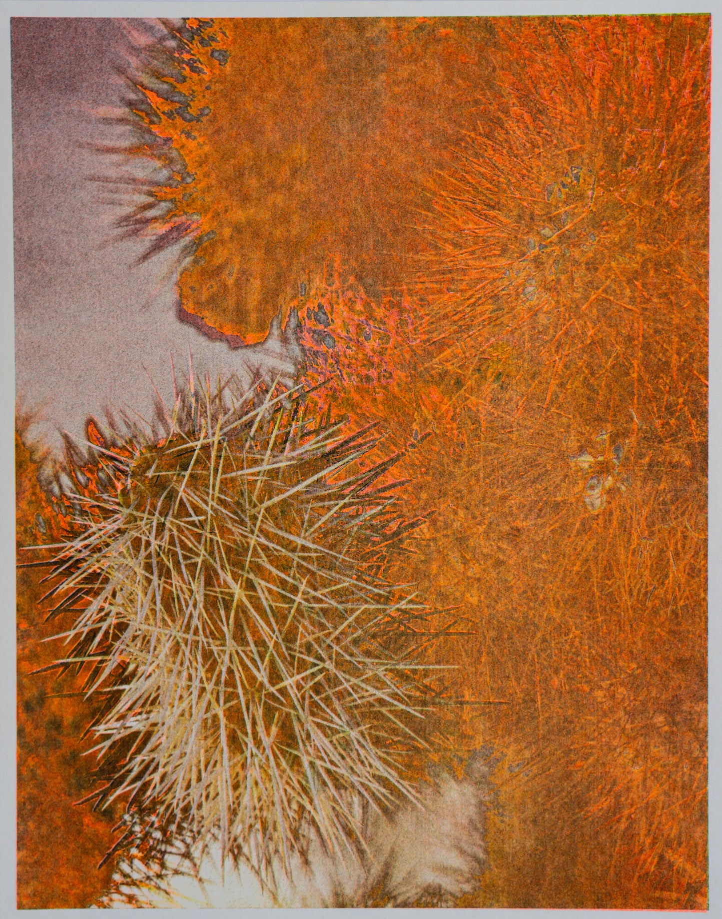 Park series: Cholla (Risograph Print)