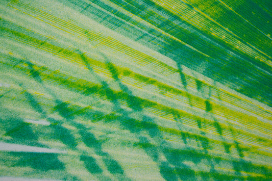 Park series: Palm (Risograph Print)