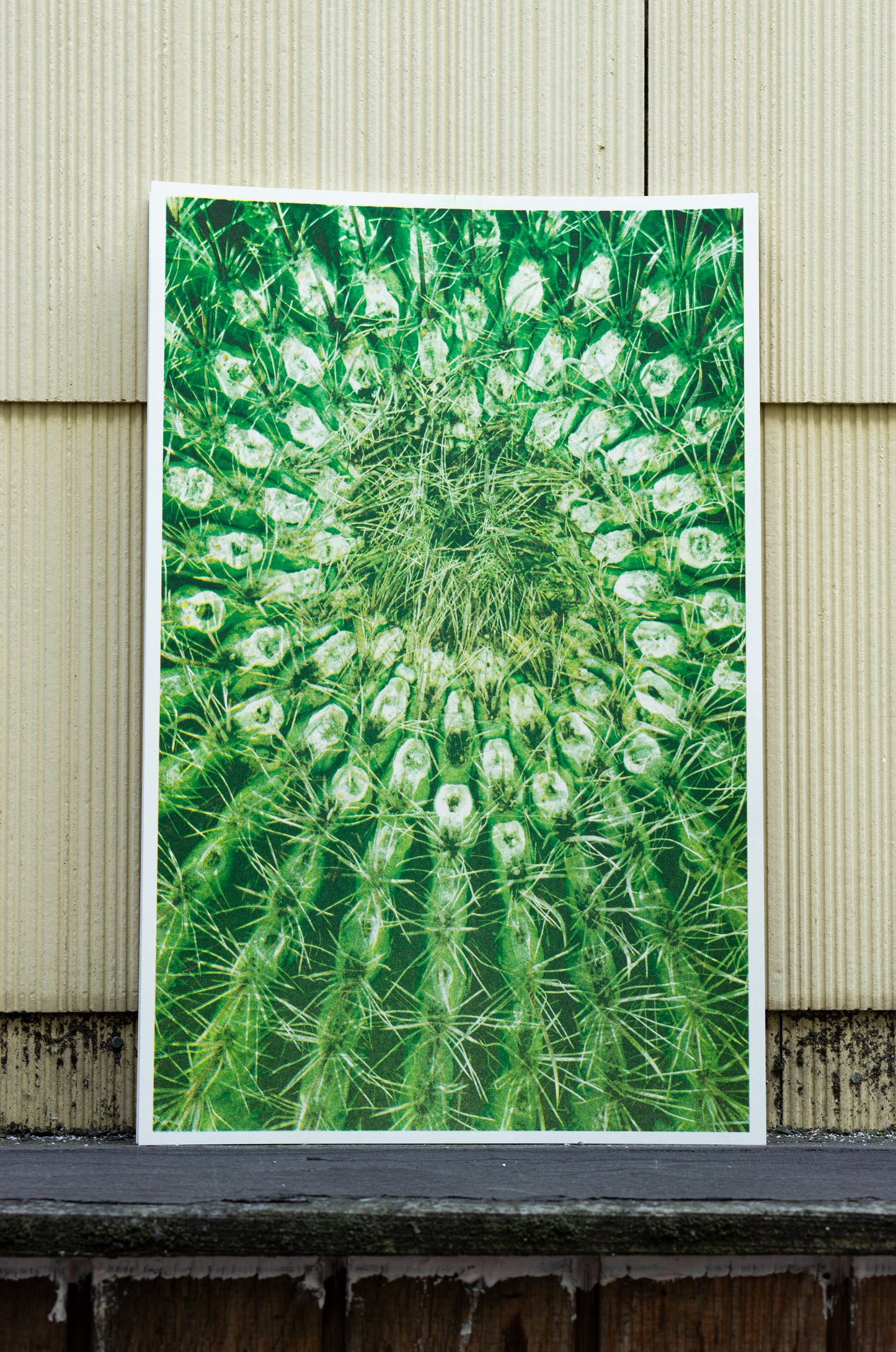 Park series: Cactus Spiral (Risograph Print)