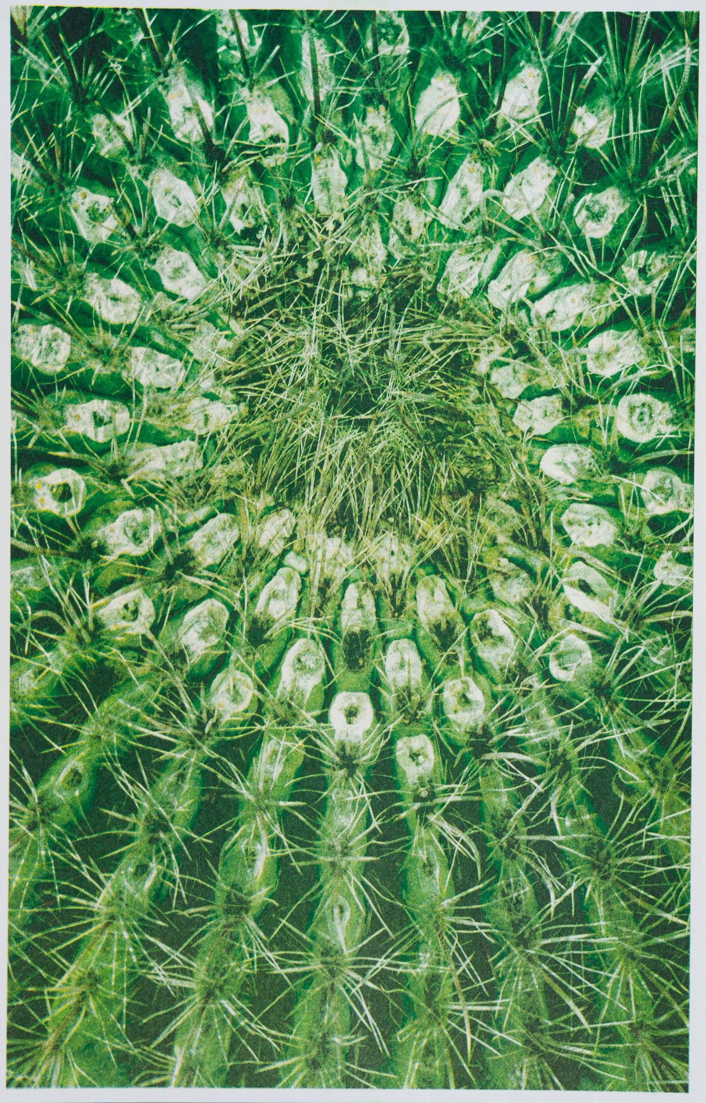 Park series: Cactus Spiral (Risograph Print)