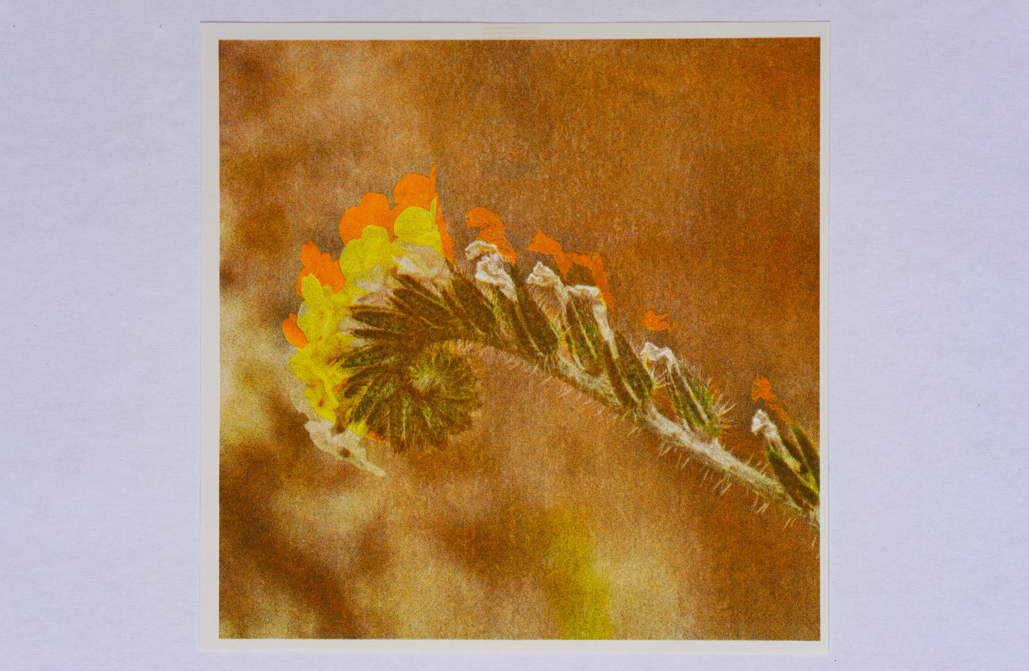 Park series: Unfolding (Risograph Print)