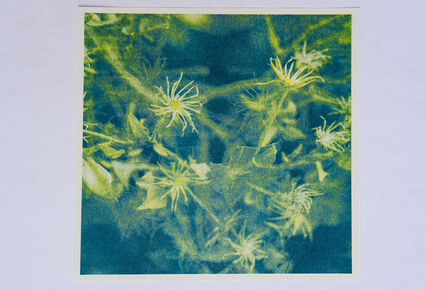 Park series: Web (Risograph Print)