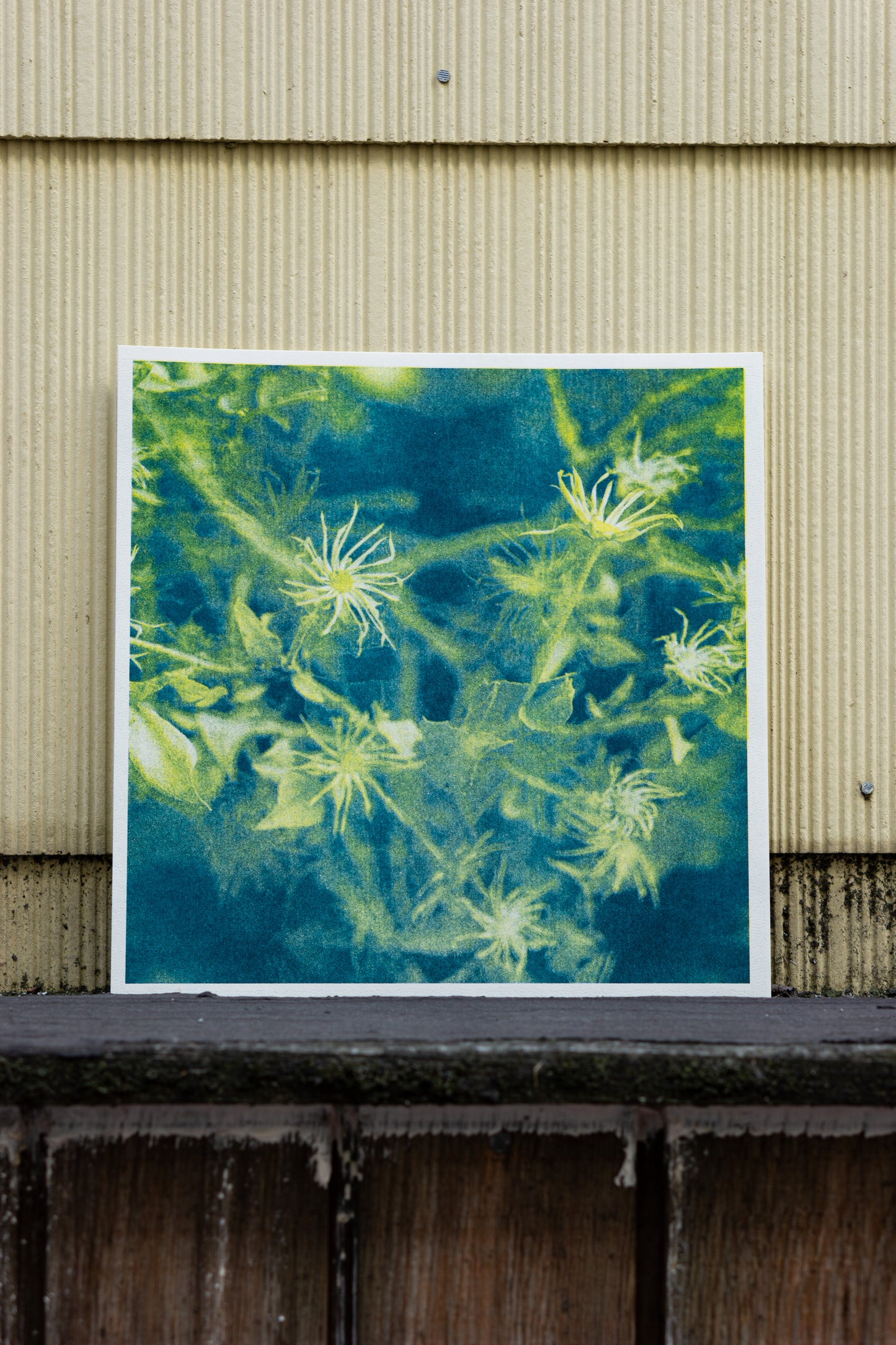 Park series: Web (Risograph Print)