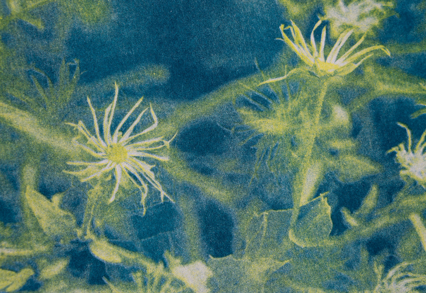 Park series: Web (Risograph Print)